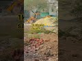 #farming #chicken #pharming  #viral shorts...