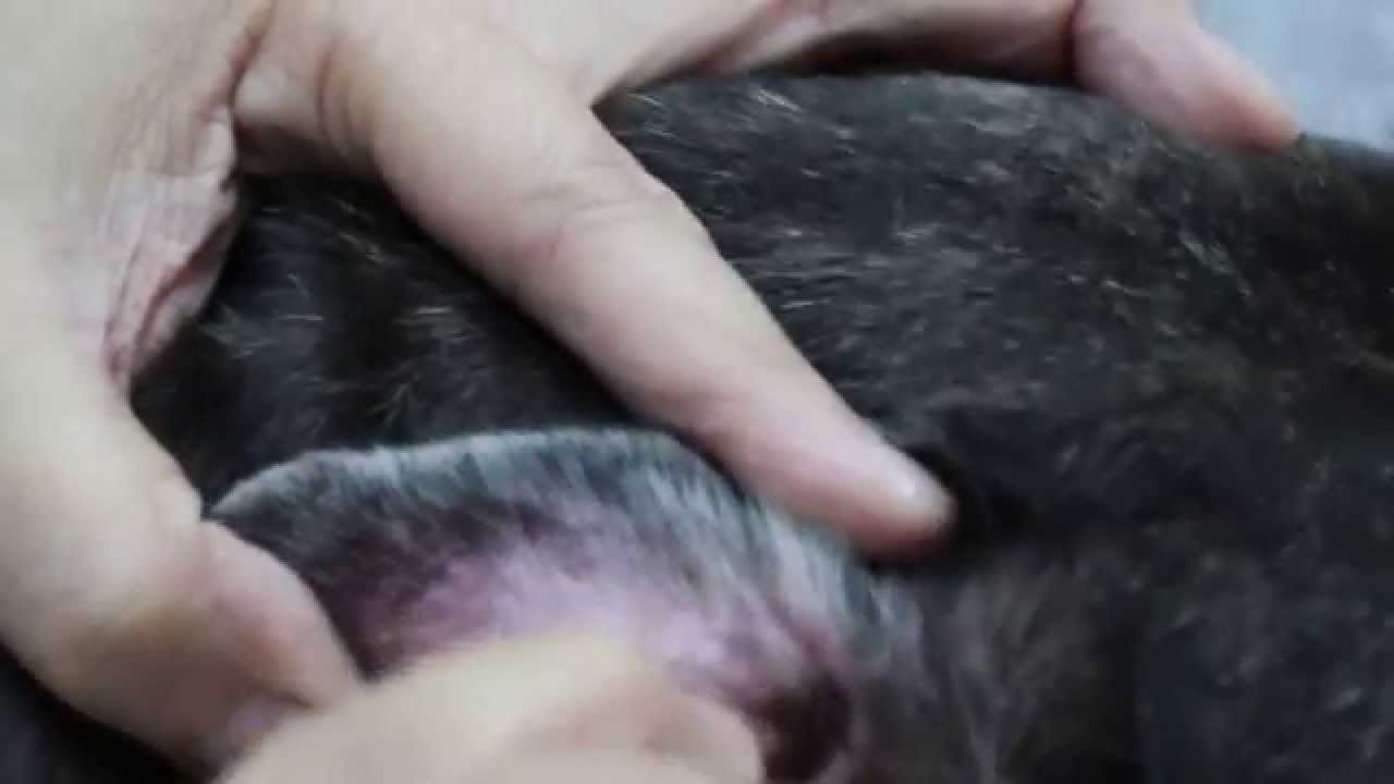 An 8yearold French Bulldog has ear infections YouTube