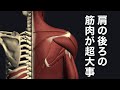 肩の後ろの解剖学ってめっちゃ大事なんで、ヨガとかストレッチで意識してみてください