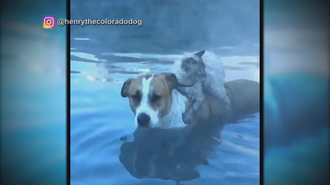 Daycare Caught Tying down Infants? Dad Attacks Daughter's Bully! Essential Oils Causing Breast Gr…