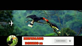 Subscribe Kenyalang Borneo 38