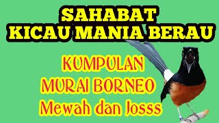 Kumpulan Murai Borneo mewah|| muntah isian  diPerburungan Kicau Mania Berau