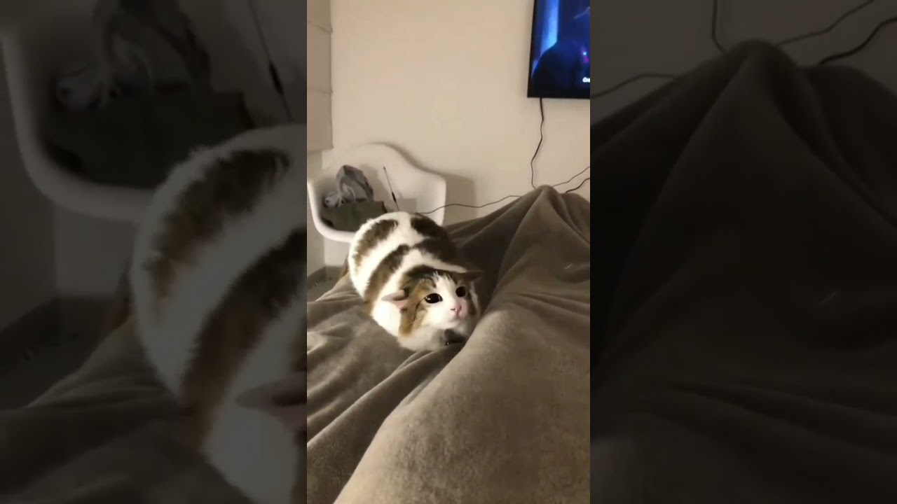 Cat Dancing Time 😹😹😹😹 