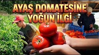 Coğrafi İşaretli Ayaş Domatesinde Hasat Vatandaş Dalından Topluyor