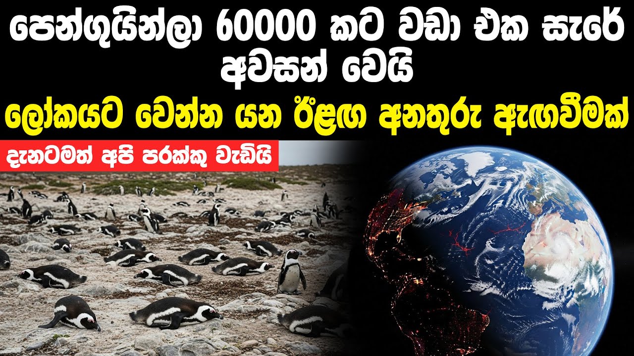 පෙන්ගුයින්ලා 60000 කට වඩා අවසන් වුණු ලෝකයට ඊළඟ වෙන්න යන දේ