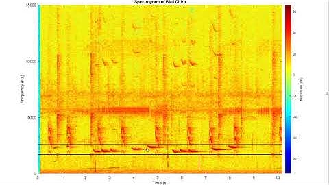 Bird Spectrogram