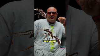 Стига си мешал прахове като "химик" - вземи ABNORMAL HOTSHOT! #abnormal #bodybuilding #podcast