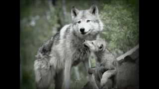 WOLF &amp; CUB - MARCH OF CLOUDS