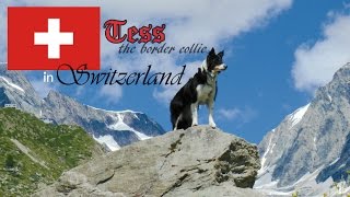 Tess the border collie in Switzerland // Summer 2016