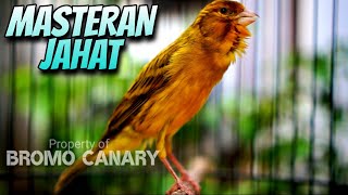 KENARI ISIAN CIBLEK❗Masteran Murai Batu, Cendet, Cucak ijo TERBAIK #08