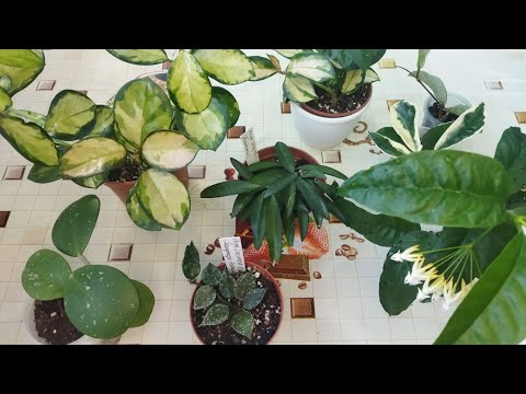 Моё новое увлечение в мире растений!!!/ Хойи 🌿