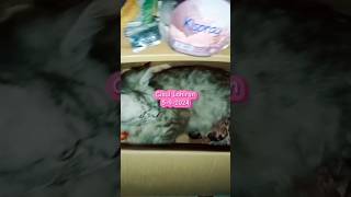 Download Lagu NEMENIN CIBUL LAHIRAN(KUCING LUCU||KUCING PINTAR)#fyp #cat #kucing #kucingpersia #catlover #catfunny MP3
