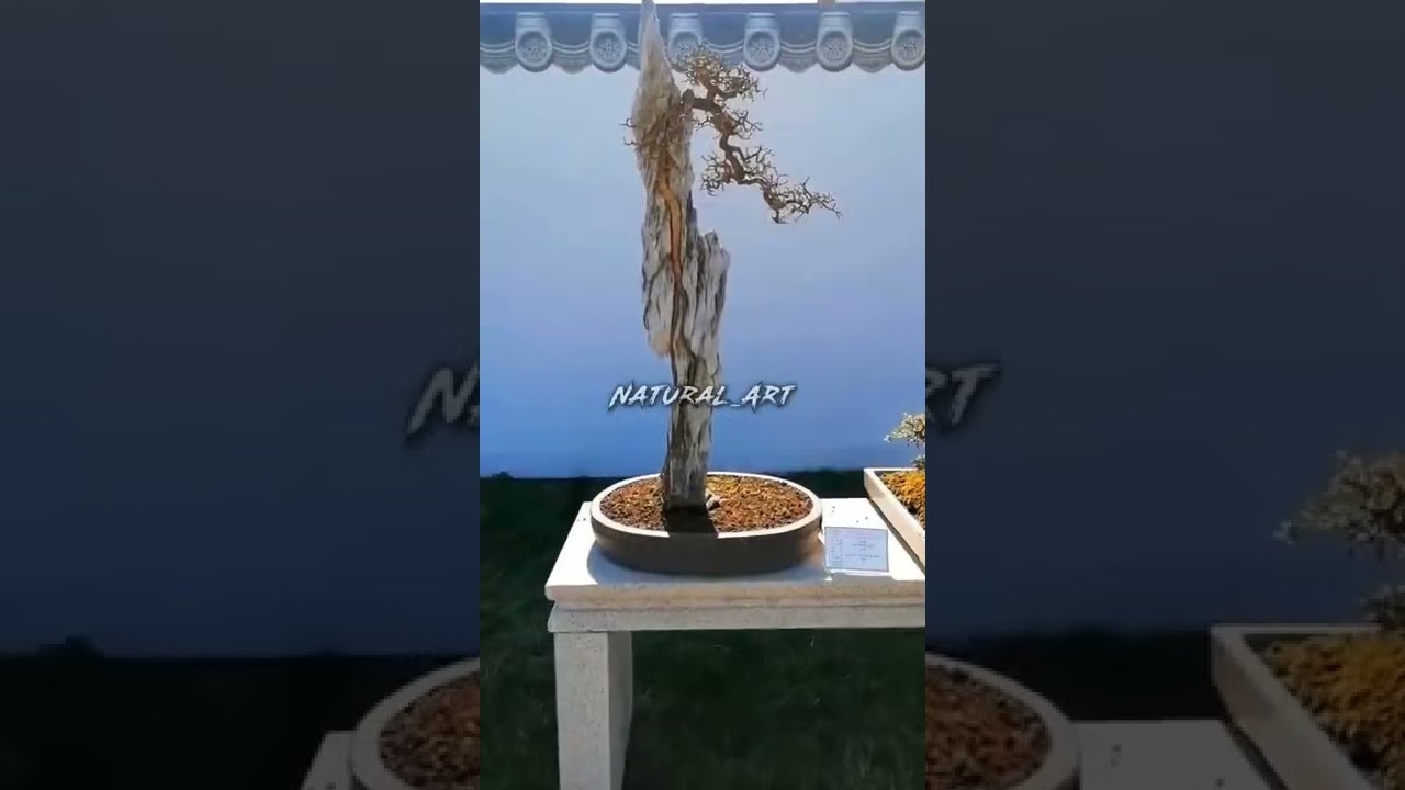 Inspirasi bonsai terbaik cocok untuk pemula 