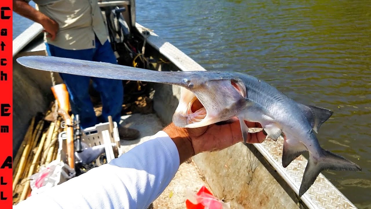 FISH with the LONGEST NOSE! 