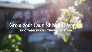Grow Shishito Pepper in Tempe, Arizona