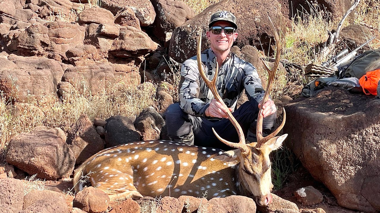 Bucks in Paradise! 2023 Hawaii Axis Deer Hunt Lanai Public Land YouTube
