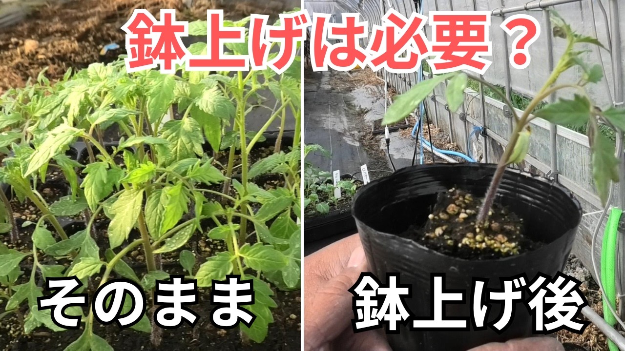 Is it dangerous to plant them directly? Why you need to transplant