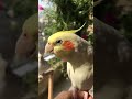 تغريد كوكتيل Birds Thebirdsonggroup Cockatiel Birdsong Parrot Cute Funny Pets 