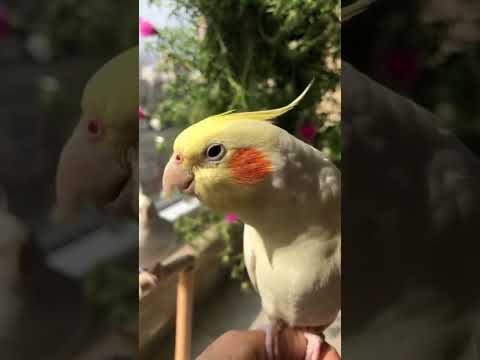 تغريد كوكتيل        
