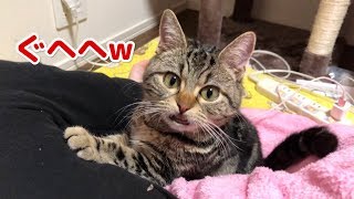 寝ている妹に子猫と本気でいたずらしてみた結果ｗ