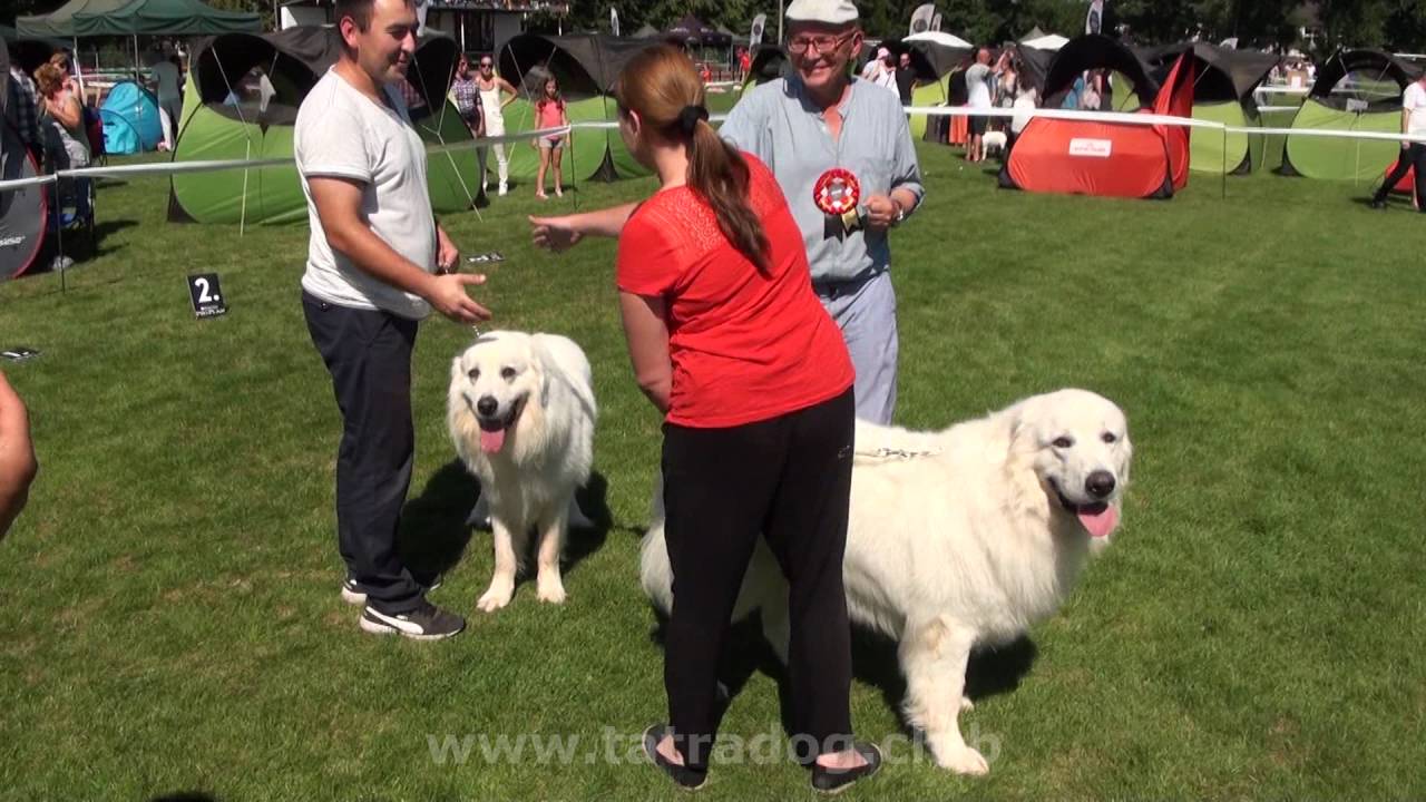 Tatra Shepherd Dog. Poland. XXXV Krajowa Wystawa Psów Rasowych 2016. 28.08.2016.