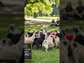 fun fact in 10 seconds 12