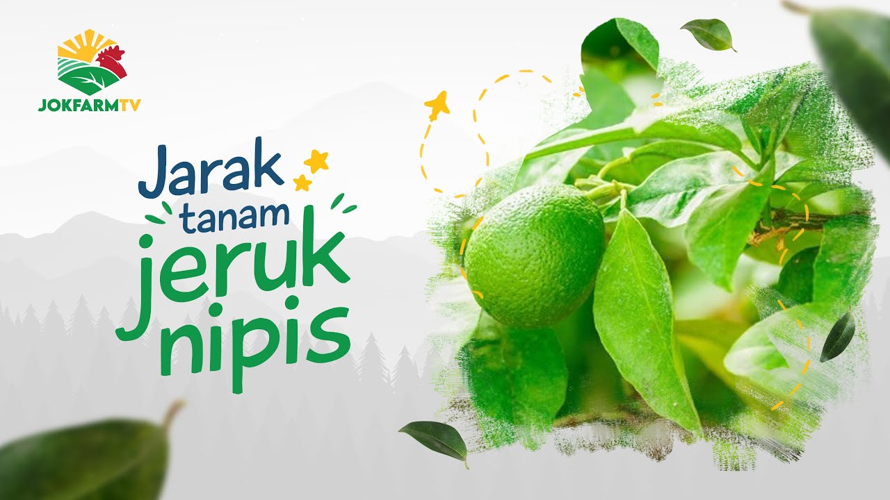 Jarak Tanam Jeruk Nipis | JOKFARMTV