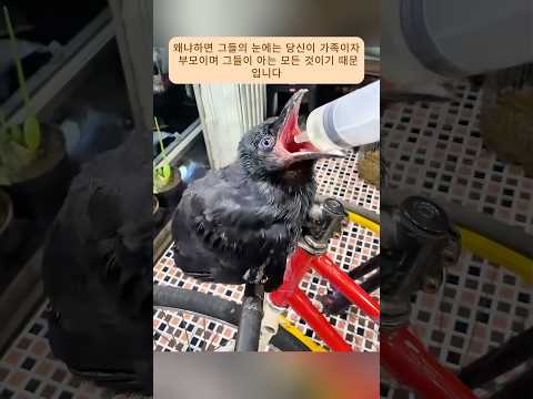 형제자매를 가장 따뜻한 방식으로 재회시킨 감동적인 순간들 #shorts #shortvideo