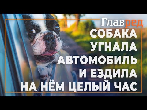 Необычный угон  - собака угнала машину и ездила на ней целый час
