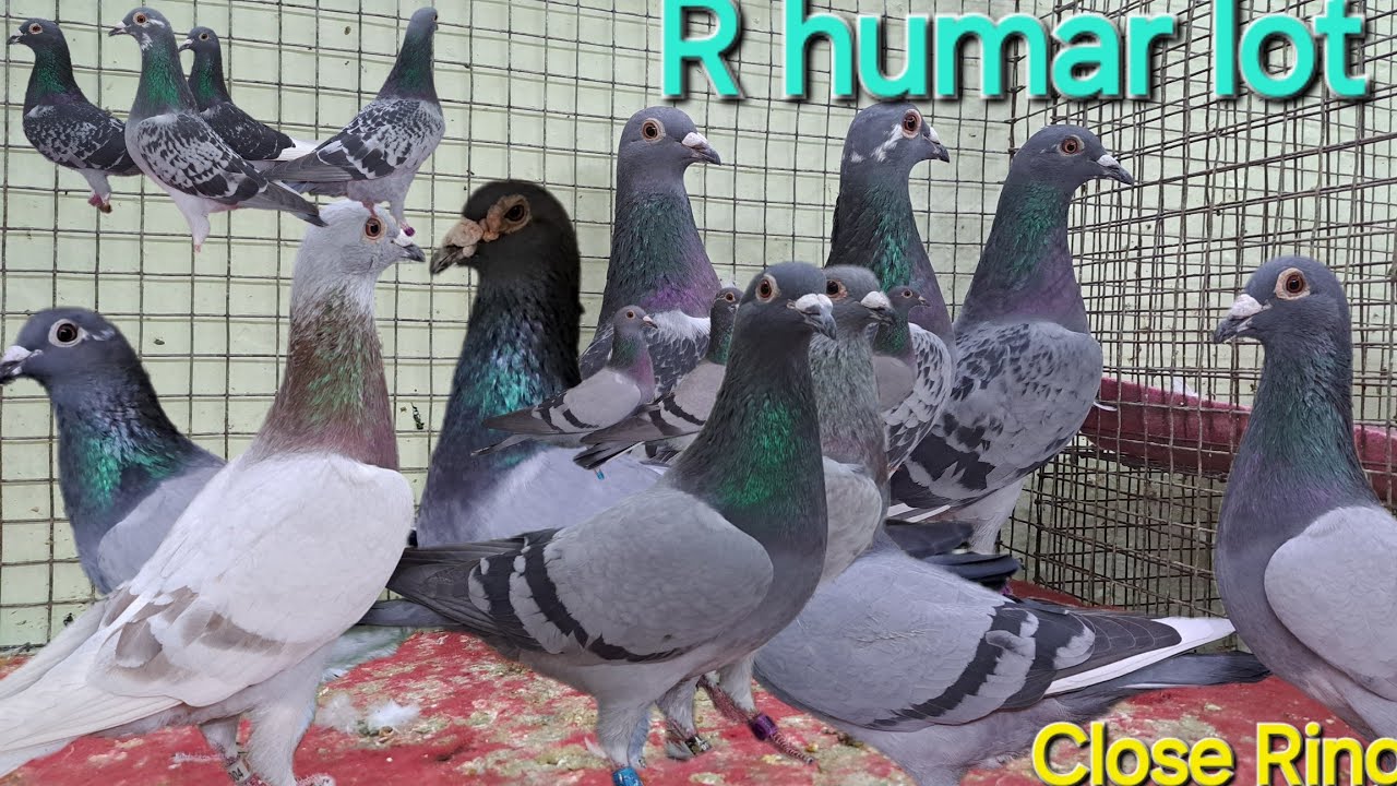Humar R 14 pair Close Ring R humar lot 📞 8686540011 hyderabad telangana state ...