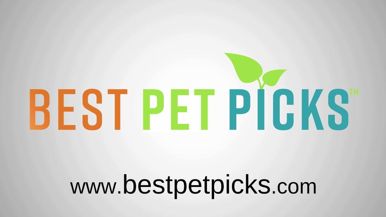 camera iphone 8 plus apk Pet Evolution - We Also Deliver