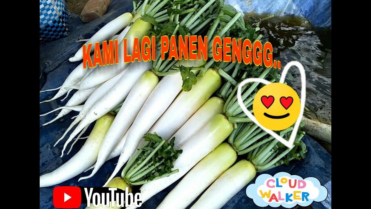 Panen Lobak Putih 