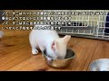 飢えた子猫に給餌したら死に物狂いで食べていたので捕まえて保護した