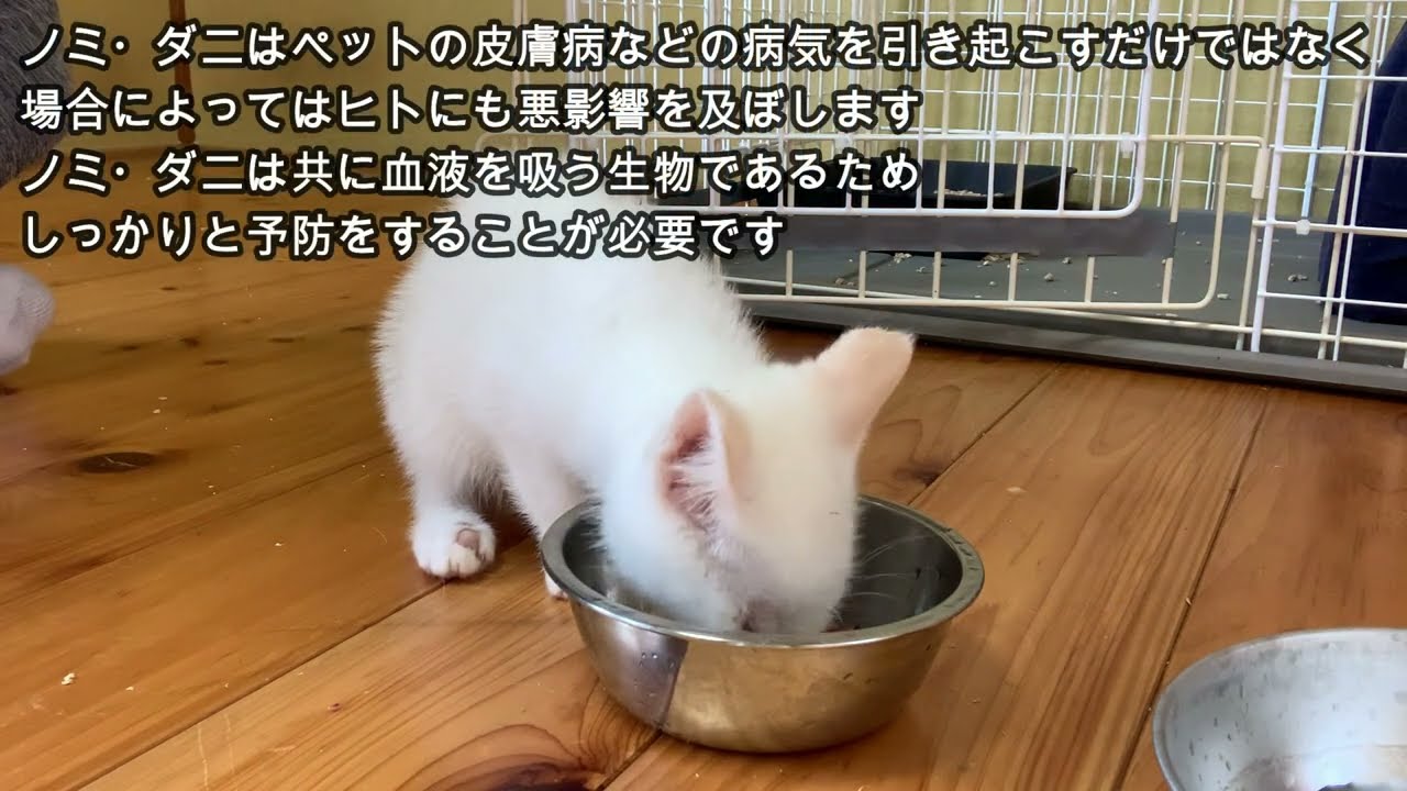 飢えた子猫に給餌したら死に物狂いで食べていたので捕まえて保護した