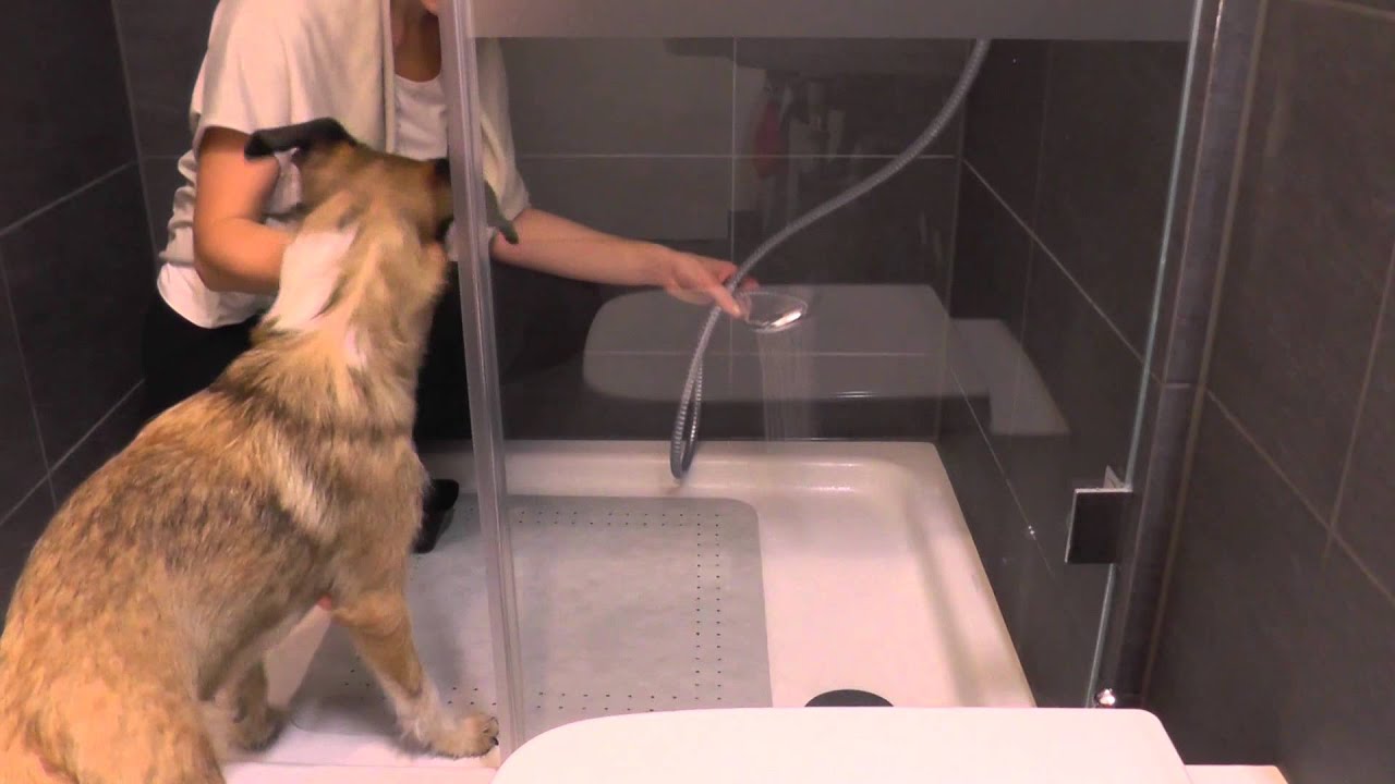 Hunde Duschen Ja Oder Nein Hund Duschen beibringen | Trainingsvideo Teil 9 | Wie trainiere ich den