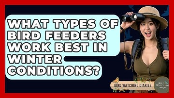 What Types Of Bird Feeders Work Best In Winter Conditions? - Bird Watching Diaries