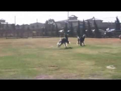阿富汗獵犬 Venus Lady 於柏林.wmv
