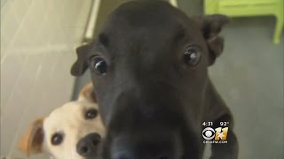 Shelter Workers Struggle With Having To Put Animals Down