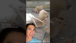 Capybara tiktoks part 29