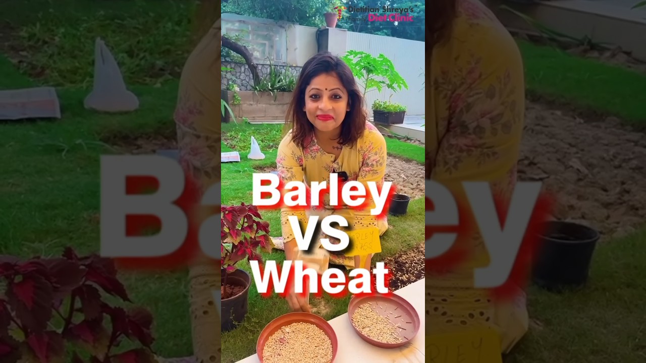 Barley Grass vs Wheat Grass 