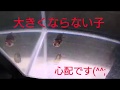 大きくならない子(^^;【金魚】
