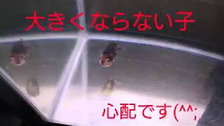 大きくならない子(^^;【金魚】