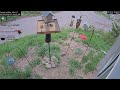 2026-06-05 - Day - Friends of Alta - Alta, UT - Live Stream Bird Feeder Cam (FiRN)
