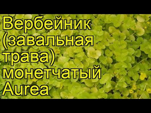 Video: Barberry 