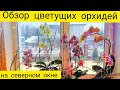 Обзор цветущих орхидей  в январе на северном окне