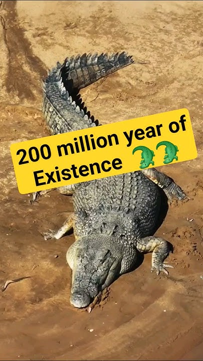 5 Interesting Facts About Crocodiles #animals #shorts #crocodile - YouTube