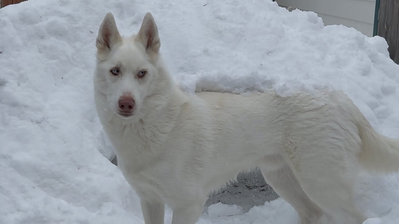 Pawsitive Perfect Snow Dog 🎶 