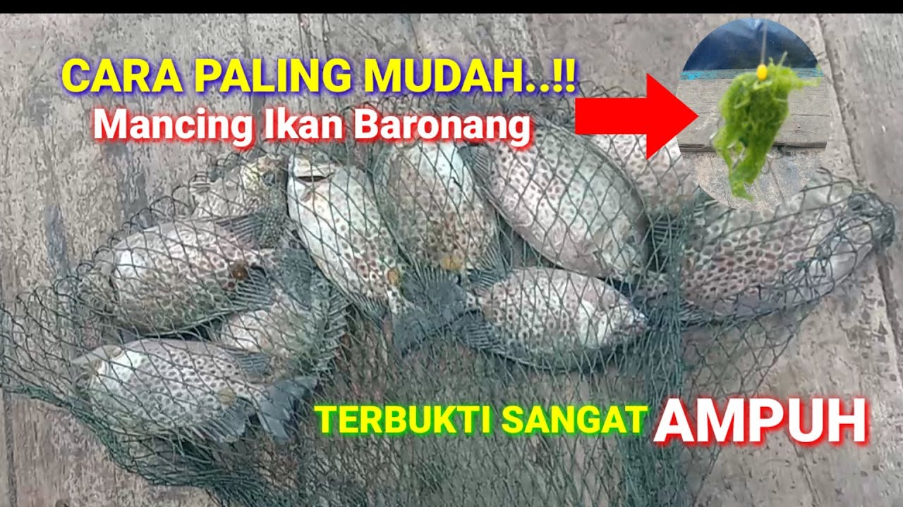 🛑Cara Paling Mudah,,‼️Mancing Baronang teknik Garong Umpan Lumut