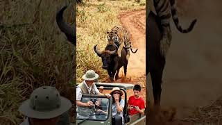 Tiger vs Gaur: Epic Predator Attack! #Shorts