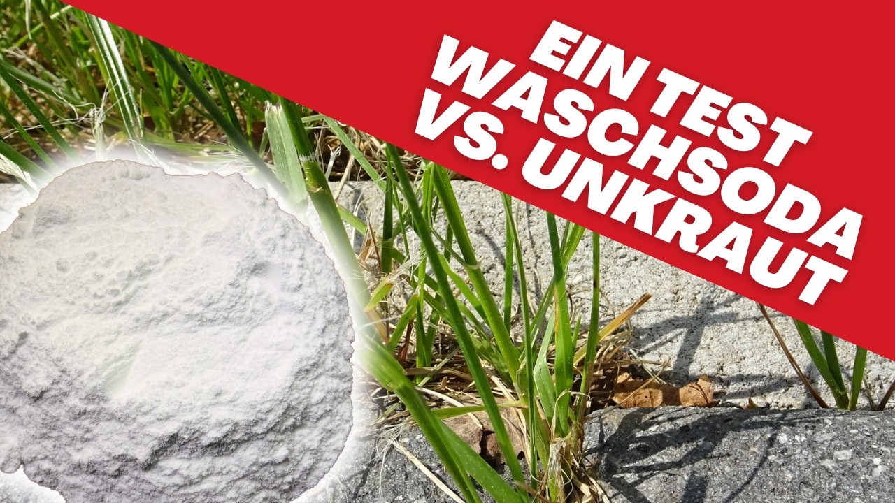 Waschsoda gegen Unkraut Hilft das? 🤔 YouTube